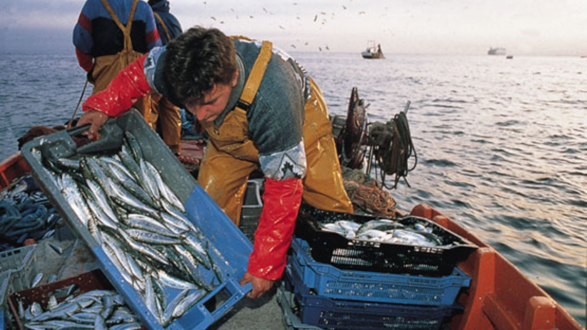 El bono pescador 2023 es el nuevo subsidio económico que el gobierno de Dina Boluarte otrogará a los pescadores artesanales.