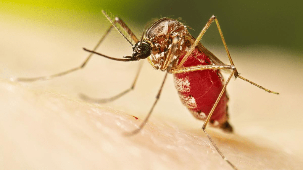 El último reporte de la sala situacional del Minsiterio de Salud reporta un total de 1.082 casos de dengue en Piura.