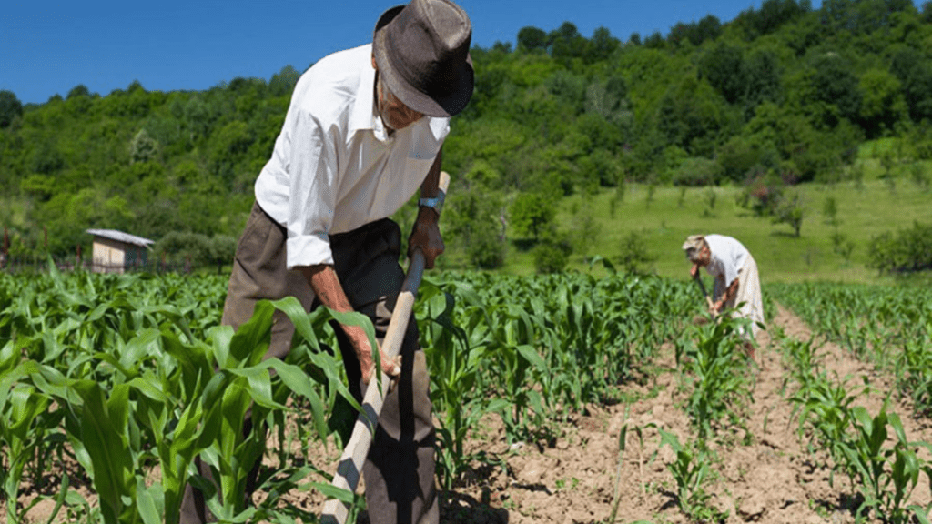 Seguro Agrícola Catastrófico agricultores peruanos podrán recibir hasta S 800