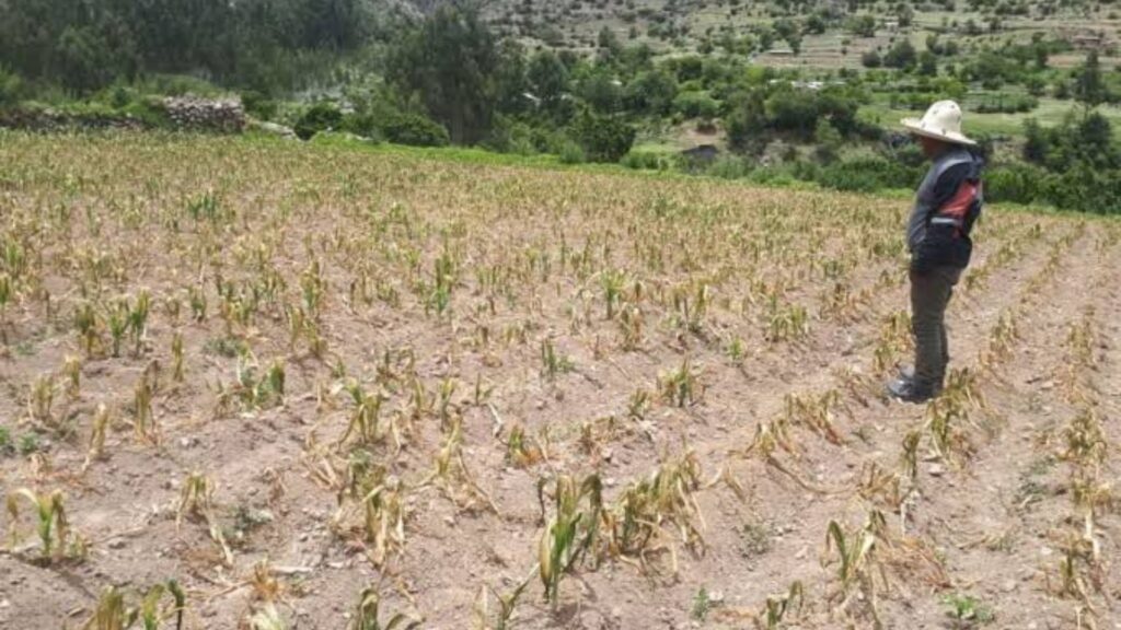 Seguro agrícola para las sequías