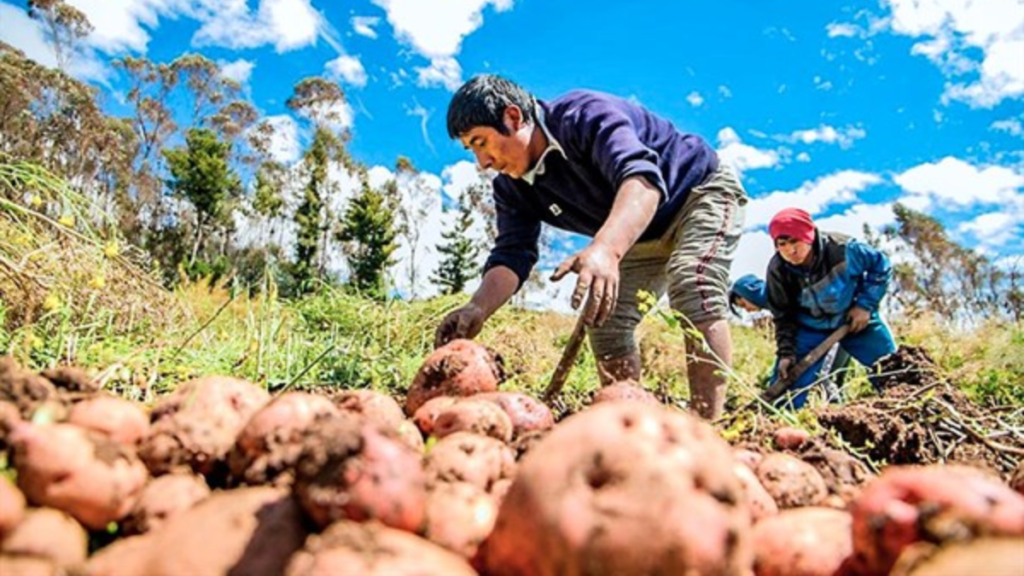 En la siguiente nota accede al link del Fertiabono II 2023 que el Ministerio de Desarrollo Agrario y Riego (Midagri) otrogó a los agricultores.