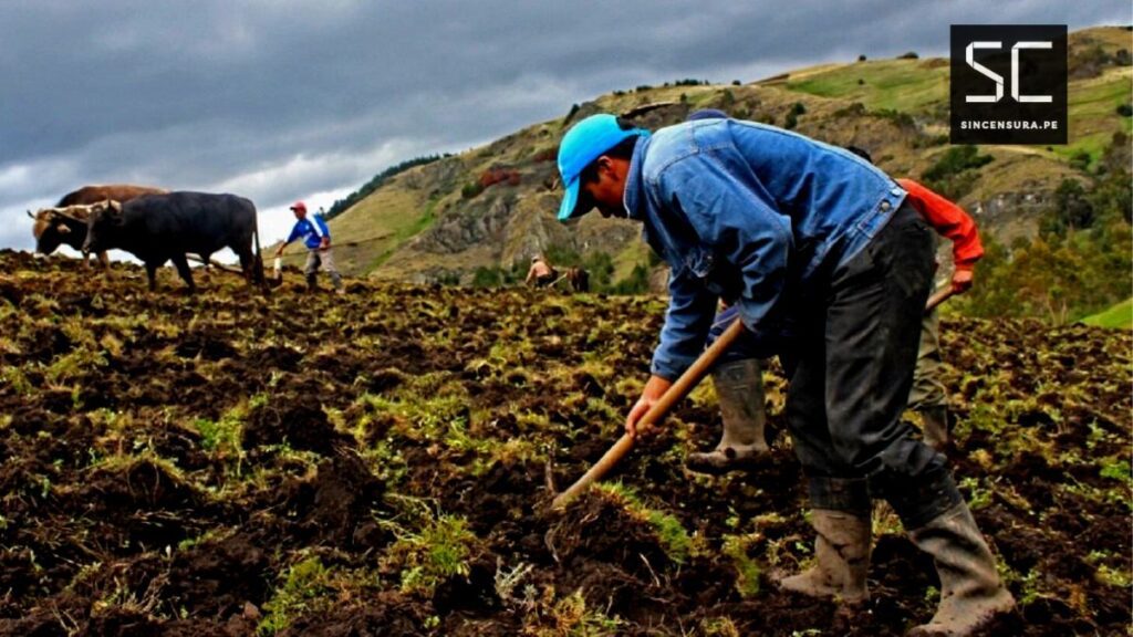 ¡Ya hay link de Fertiabono II! Beneficiarios, requisitos y montos de este subsidio del Midagri