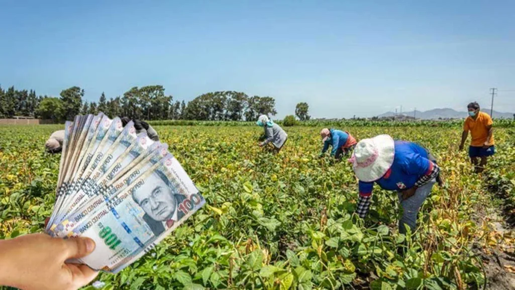 ¿Cuál es el LINK de consulta con DNI del Bono Agrario 2023? | Fertiabono | Midagri | Perú