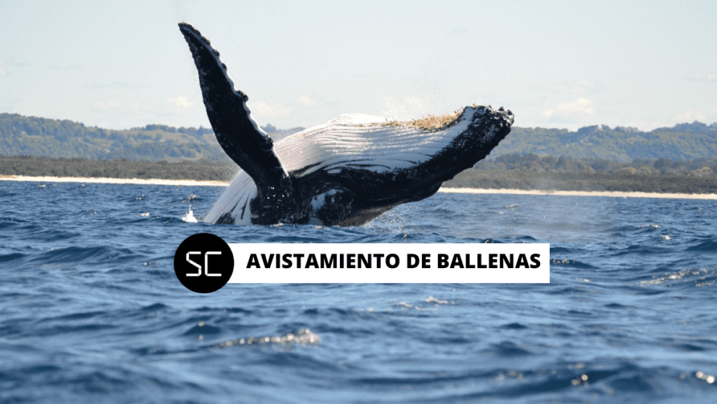 Este es el circuito de playas que te recomendamos para ser participe del espectacular avistamiento de ballenas en Piura y Tumbes.