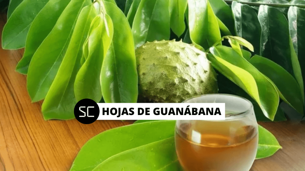 En la siguiente nota conoce cómo el té de hojas de guanábana puede ayudar a combatir el cáncer, la diabetes, los tumores y más.