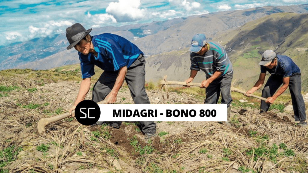 El Ministerio de Desarrollo Agrario y Riego (Midagri) continúa brindando el bono de 800 soles del Seguro Agrícola Catastrófico (SAC).