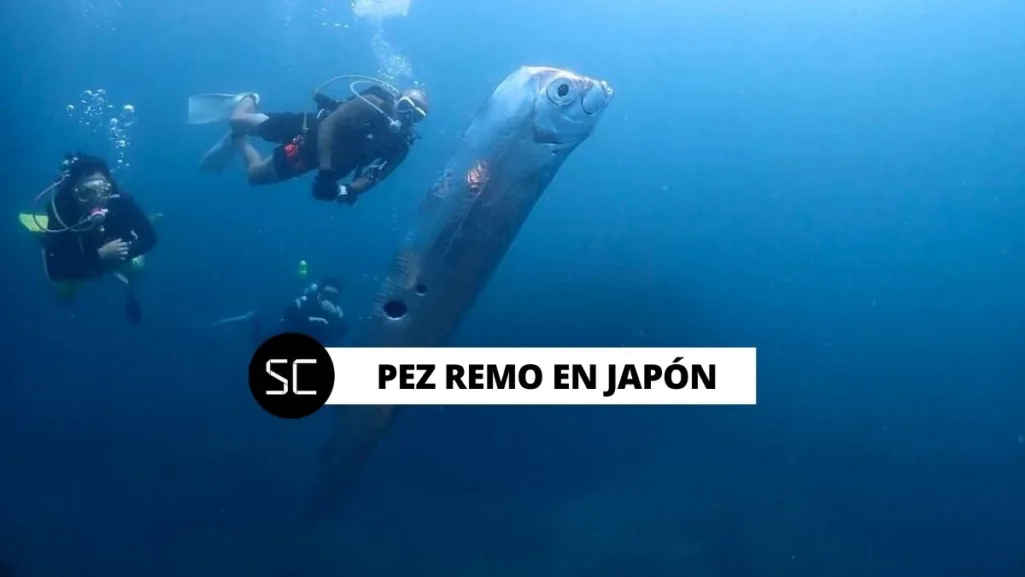 Hallan pez remo en Japón 2023: inmenso ejemplar es asociado a terremotos y catástrofes