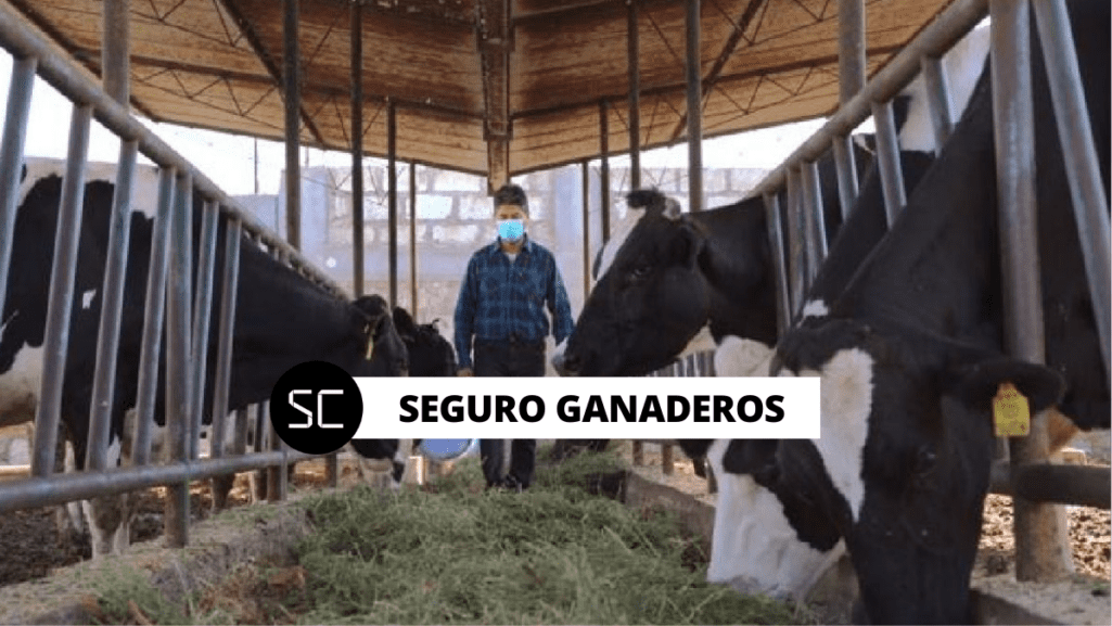 El Midagri anunció un nuevo Seguro Ganadero Catastrófico para ayudar a los pequeños productores pecuarios. Conoce aquí los detalles.